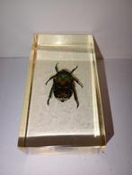 insect in epoxy hars 10, Verzamelen, Dierenverzamelingen, Ophalen of Verzenden, Zo goed als nieuw, Insect, Opgezet dier