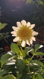 Dahlia 'Platinum Blonde' biologisch, Volle zon, Vaste plant, Herfst, Ophalen