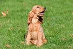 Engelse Cocker Spaniël pups te koop, Dieren en Toebehoren, Honden | Retrievers, Spaniëls en Waterhonden, 15 weken tot 1 jaar, Buitenland