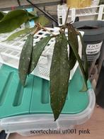 Hoya’s te koop, Huis en Inrichting, Kamerplanten, Ophalen of Verzenden