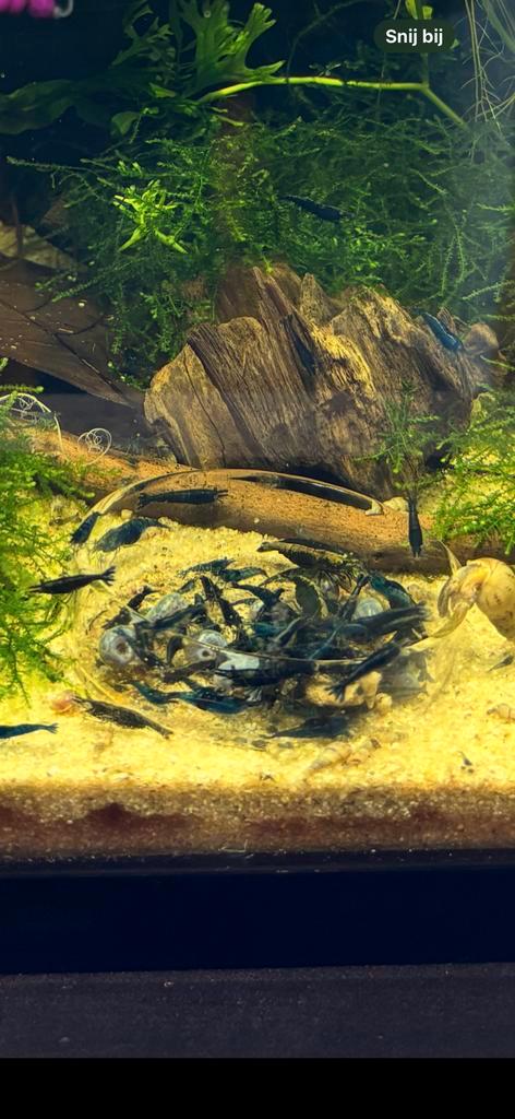 Neocaridina Davidi sp. Blue Sapphire, Dieren en Toebehoren, Vissen | Aquariumvissen, Zoetwatervis, Kreeft, Krab of Garnaal, Schoolvis