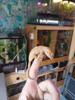Rode Flame wimpergekko baby, Dieren en Toebehoren, Reptielen en Amfibieën, Hagedis, Met terrarium, 0 tot 2 jaar