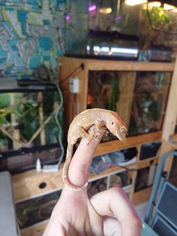 Rode Flame wimpergekko baby beschikbaar voor biedingen