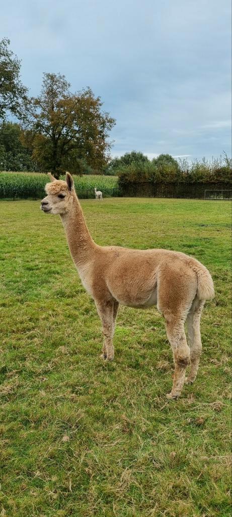 Alpaca scheerder 20 jaar ervaring, Dieren en Toebehoren, Overige Dieren