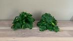 2 plastieken aquarium/terrarium planten  met zuignap, Dieren en Toebehoren, Vissen | Aquaria en Toebehoren, Ophalen of Verzenden