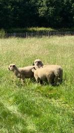 Hampshire Down ram, Dieren en Toebehoren, Mannelijk, Schaap, 0 tot 2 jaar
