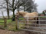 Spaanse ruin, Dieren en Toebehoren, Ruin