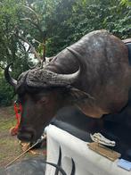 Taxidermie kafferbuffel zeer groot en prachtig opgezette, Antiek en Kunst, Ophalen of Verzenden