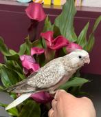 Magnifique calopsitte EAM, Animaux & Accessoires, Oiseaux | Perruches & Perroquets, Perruche, Domestique, Sexe inconnu