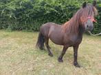 Mooie vriendelijke fell pony merrie En c pony appaloosa, Dieren en Toebehoren, Merrie, C pony (1.27m tot 1.37m), Gechipt, 7 tot 10 jaar