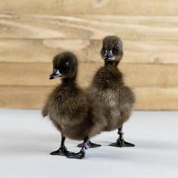 Cayuga eendjes, zeer zeldzaam! beschikbaar voor biedingen