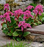 Bergenia cordifolia ‘Rotblum’, Tuin en Terras, Ophalen