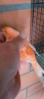 Rode kanarie 25€, Dieren en Toebehoren, Vogels | Kanaries