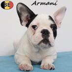 Armani & Astro Bouledogue Français (mâles) à vendre, Animaux & Accessoires, 15 semaines à 1 an, Commerçant, Chien (mâle), Autres races