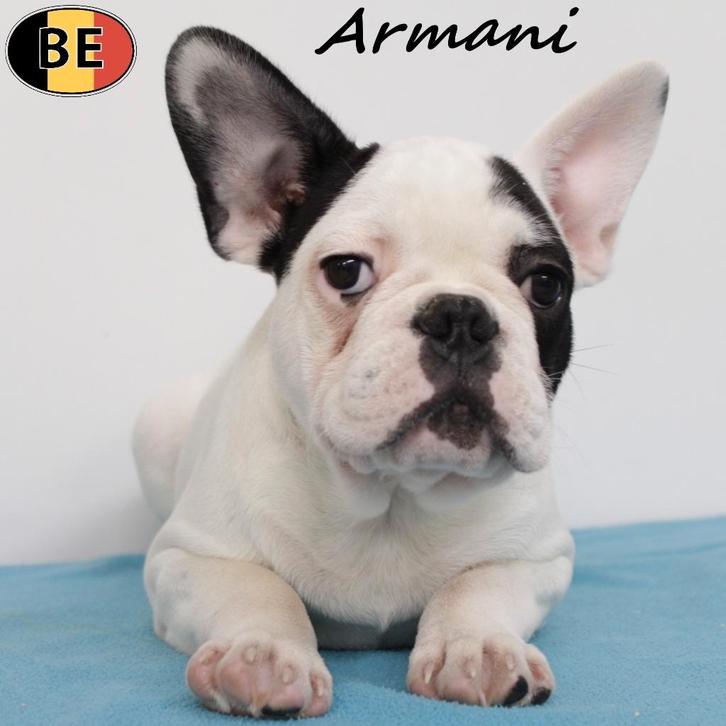 Armani & Astro Franse Bulldog (reuen) pups te koop, Dieren en Toebehoren, Honden | Chihuahua's en Gezelschapshonden, Reu, Overige rassen