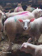Les derniers moutons, chèvres et brebis nous appellent, Mouton, Plusieurs animaux, 0 à 2 ans