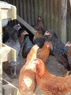 poulets harco noirs 100% poules, Poule ou poulet, Femelle