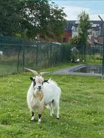 Dwerggeit bok te ruil., Dieren en Toebehoren