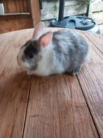 Mooi kleurdwerg konijntje supertam