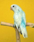 Inséparables EAM/Apprivoisés, Animaux & Accessoires, Domestique