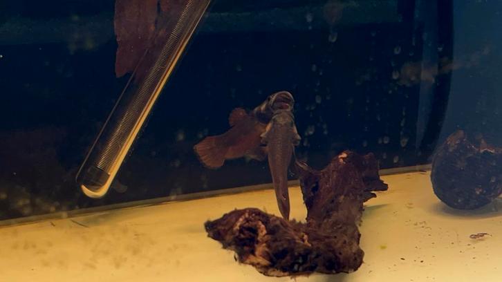 Betta macrostoma paar vis moet nu weg, Dieren en Toebehoren, Vissen | Aquariumvissen, Vis