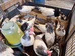 Lakenvelder, Dieren en Toebehoren
