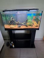 Aquarium 80 x 29,5 x 36, Dieren en Toebehoren, Ophalen, Zo goed als nieuw, Gevuld zoetwateraquarium