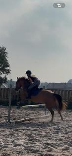 6 jarige D pony merrie, Dieren en Toebehoren, Merrie, Gechipt, Zadelmak, 3 tot 6 jaar