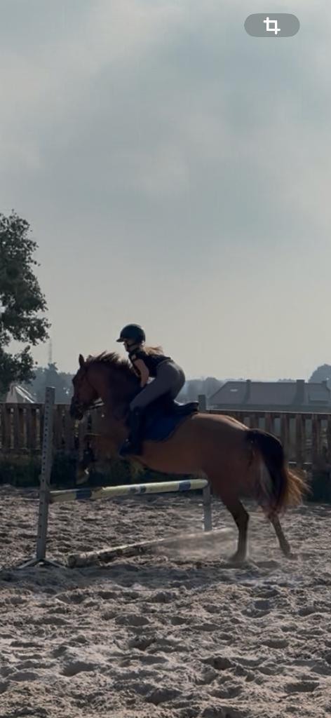 6 jarige D pony merrie, Dieren en Toebehoren, Pony's, Merrie, Zadelmak, D pony (1.37m tot 1.48m), Recreatiepony, 3 tot 6 jaar