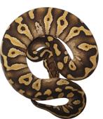 Ball python chocolate mojave het clown, Animaux & Accessoires, Reptiles & Amphibiens