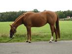 Quarter, quarterhorse, reining, Dieren en Toebehoren, Paarden