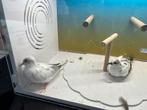 Bonte diamantduifjes, Dieren en Toebehoren, Vogels | Overige Vogels