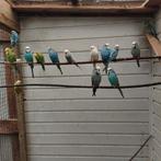 Engelse grasparkieten, Dieren en Toebehoren