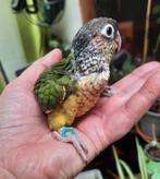 Conure molinae eam A RESERVER, Animaux & Accessoires, Oiseaux | Perruches & Perroquets
