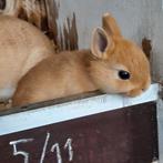 Kleurdwerg oranje, Meerdere dieren, Dwerg, 0 tot 2 jaar