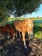 Super lieve Haflinger merrie te koop, Dieren en Toebehoren, Pony's, Merrie, Zadelmak, 11 jaar of ouder, Recreatiepony