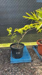 Albizia Julibrissin / Perzische slaapboom, Tuin en Terras, Planten | Bomen, Ophalen