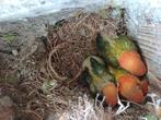 Kleine papegaai personatas, Dieren en Toebehoren, Vogels | Overige Vogels, Tam