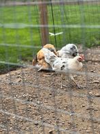 Kippen kruising Ayam Cemani & Witte Leghorn, Meerdere dieren, Kip