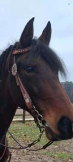 Western set te koop rood, Animaux & Accessoires, Chevaux