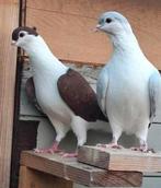 Hallo, ik heb vande van Afghaanse duif, Dieren en Toebehoren