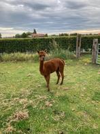 alpaca merries, Dieren en Toebehoren, Ophalen of Verzenden