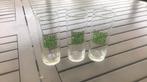 Glas Pisang Ambon 3 stuks voor 1e, Verzamelen, Ophalen of Verzenden, Zo goed als nieuw
