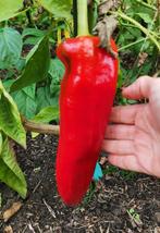 5 zaden Corno di torro - zeer grote punt paprika - bio, Verzenden, Voorjaar, Volle zon, Zaad