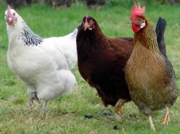 Isa Brown en Leghorn legkippen beschikbaar voor biedingen