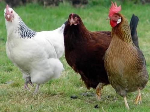 Isa Brown en Leghorn legkippen, Dieren en Toebehoren, Pluimvee, Kip