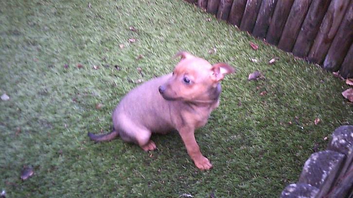 Pinscher pups, Dieren en Toebehoren, Honden | Bulldogs, Pinschers en Molossers, Meerdere dieren, Overige rassen, Fokker | Professioneel