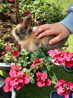 Mooi bruin grijs kleurdwerg konijntje supertam, Animaux & Accessoires, Lapins