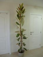 kamerplant, Ophalen