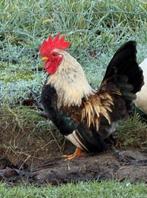 CHABO HAAN, Dieren en Toebehoren, Pluimvee